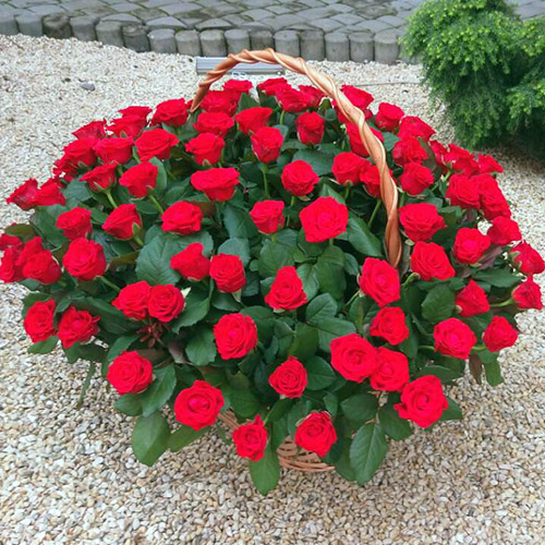 Фото товара Корзина 101 красная роза в Хмельницком