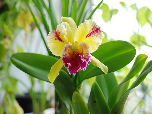 Редкий сорт орхидеи фото цветка