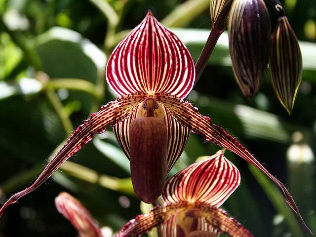 орхидея Золото Кинабалу фото сорта