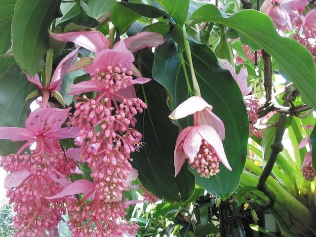 Один из самых дорогих сортов цветов Мединилла фото