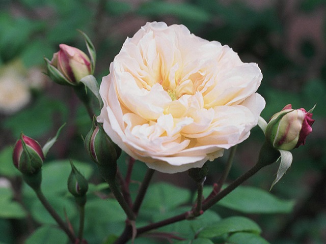 Роза Sweet Juliet фото цветка
