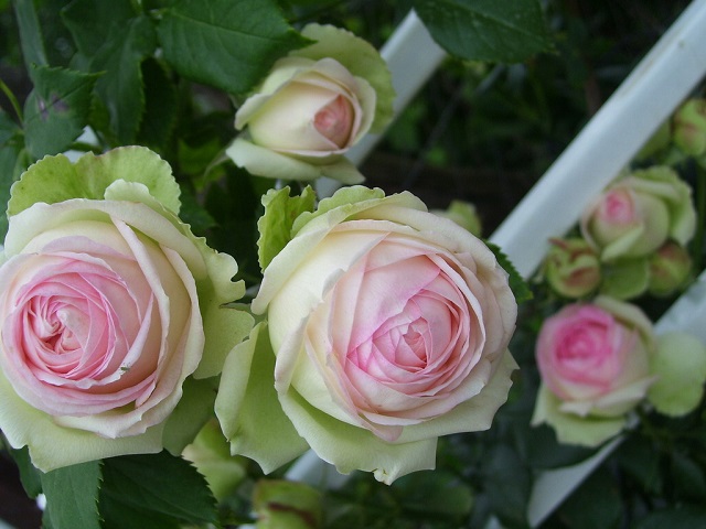 найкрасивіша троянда у світі П'єр де Ронсар фото квітки