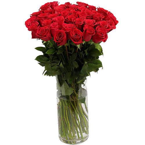 фото товара Троянда імпортна червона (поштучно) | «Роза ХМ»