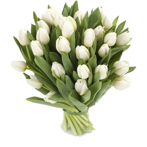 Фото товара 25 белых тюльпанов в Хмельницком