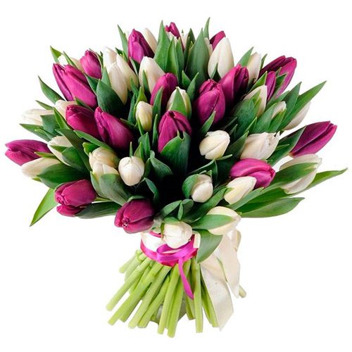 Фото товара 51 біло-пурпурний тюльпан (зі стрічкою) в Хмельницком