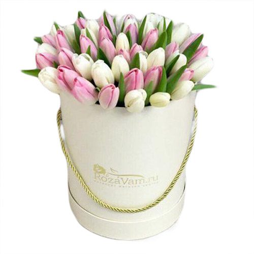 Фото товара 51 біло-рожевий тюльпан у коробці в Хмельницком