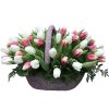 Фото товара 51 бело-розовый тюльпан в коробке в Хмельницком