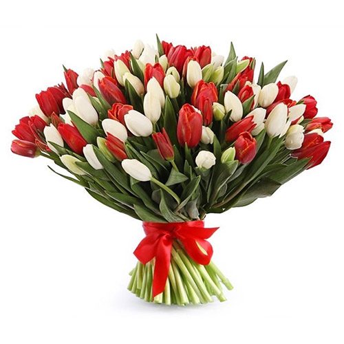 Фото товара 75 червоно-білих тюльпанів (зі стрічкою) в Хмельницком