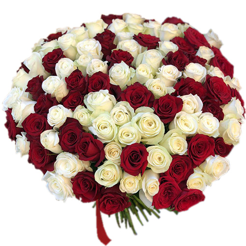 Фото товара 101 красная и белая роза в Хмельницком
