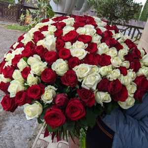 201 красная и белая роза в Хмельницком фото