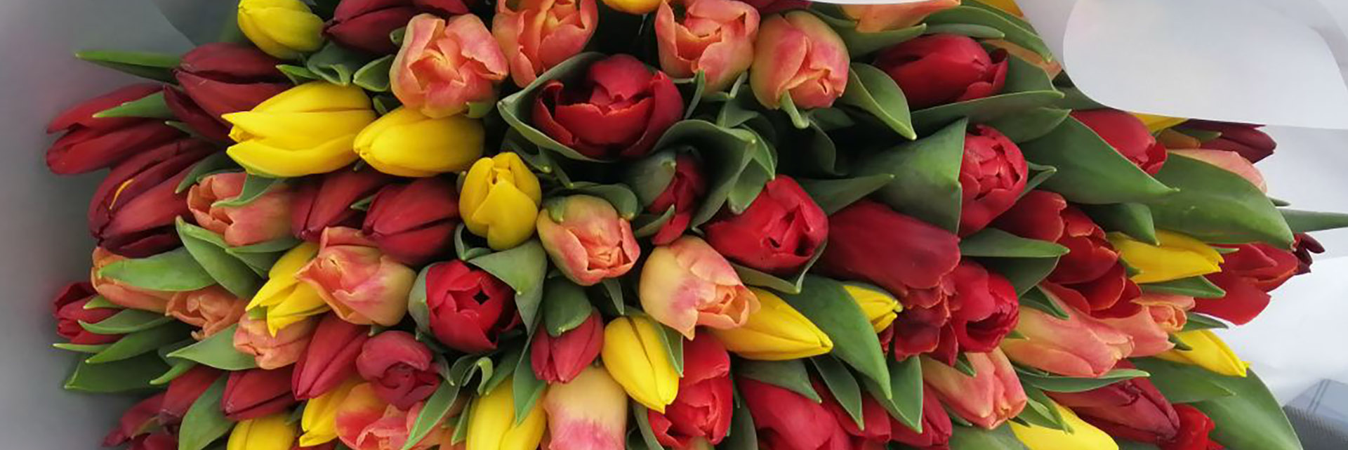 категория товаров Тюльпани | Тернопіль | «Роза ХМ»